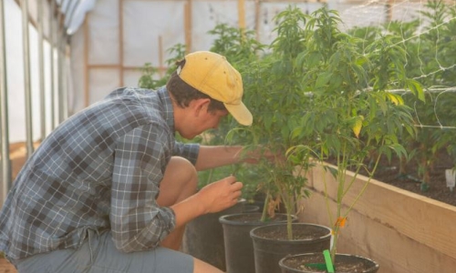 Cannabis farmers tackle sustainability