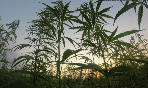 Cannabis property market unlikely to see rate decreases over next few months