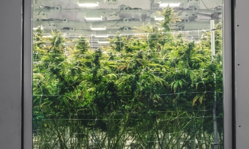 Curaleaf, citing slow rollout of cannabis sector, lays off 49 at Winslow production facility