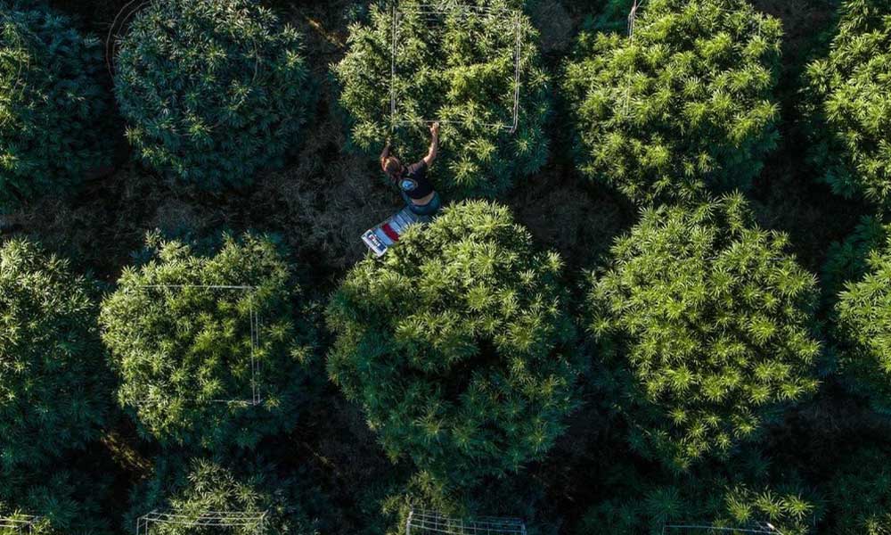 Northern California's Cannabis Problems Emerald Queen Farms