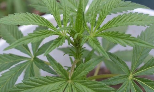 How to grow your own in CT: Home Cannabis cultivation now legal