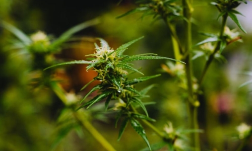 Illinois: one of most expensive and least diverse Cannabis markets in US