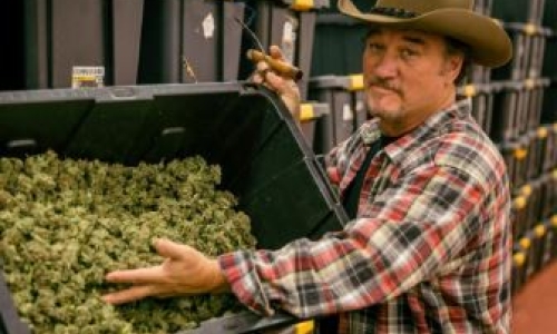 Jim Belushi's Cannabis brand to make debut in New Mexico