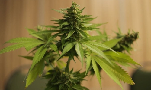 Kentucky’s Hemp industry is beginning to struggle