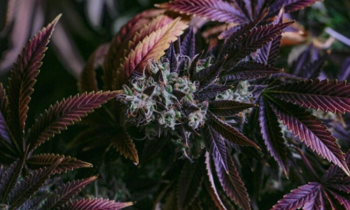 Massachusetts Cannabis social equity fund at $0 year after launch