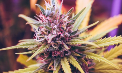 Massachusetts Pot Sales Reach $152M Last Month, $4.74B Since 2018