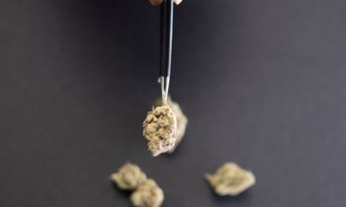 More than 200,000 signatures submitted to regulate tax Marijuana
