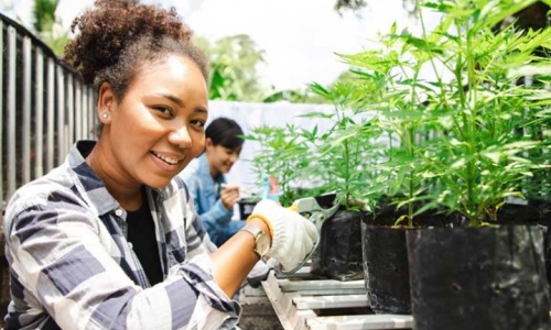 New law paves way for Black farmers’ Marijuana licenses