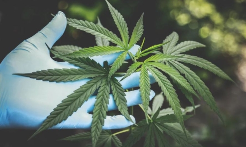 North American Cannabis consumers decreased spending in Q2