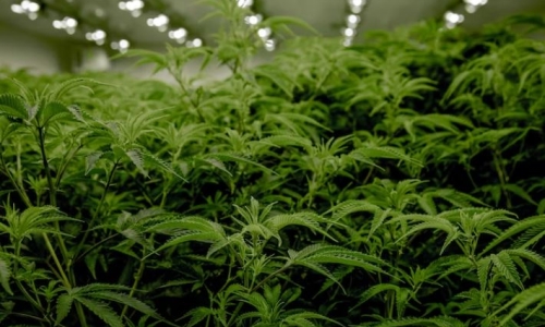 Ohio Marijuana legalization question falls short on signatures for fall ballot