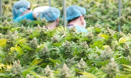 Ohio has plenty of medical pot but not enough buyers