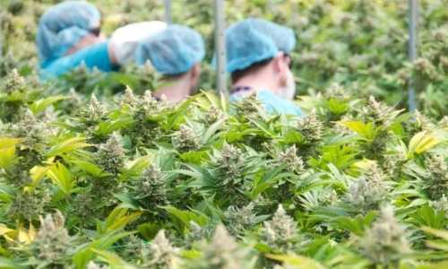 Ohio to eliminate Board of Pharmacy as Medical Marijuana regulator