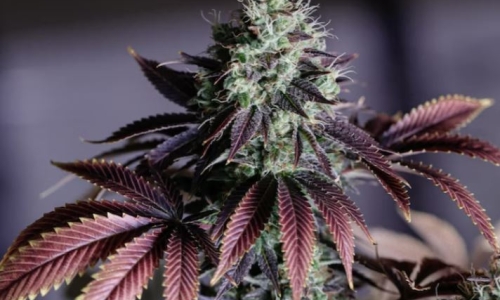 Scientists Identify Viroid-Resistant Purple Cannabis Strain
