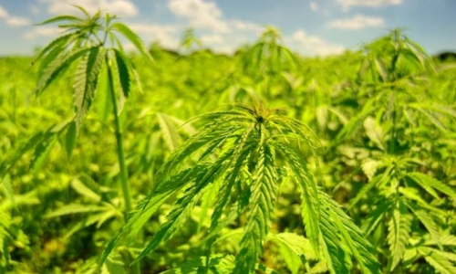 The best uses for the Hemp Plant