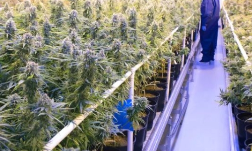 Tilray stock surges after Cannabis company improves bottom line