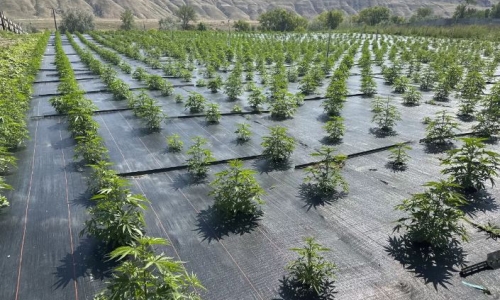 Washington legal Pot farms get back to work after pesticide concerns halted operations