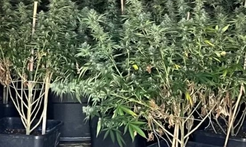 Wiltshire Police seize 100kg of Cannabis in single raid