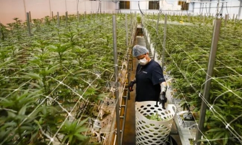 $2 Billion Cannabis merger goes up in smoke