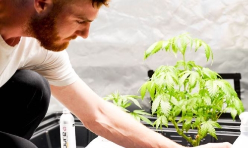 58% of Cultivators feel ‘Bad’ or ‘Terrible’ about current state of Cannabis