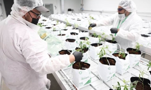 After long delays, new Cannabis businesses are opening in Illinois with a vow to help others along the way