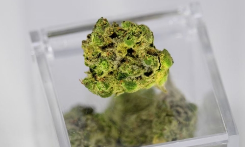 Alabama Medical Marijuana licenses put on temporary hold again