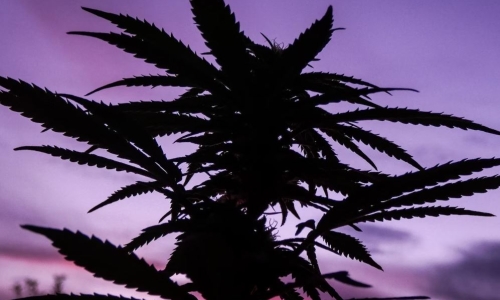 Audits examine department of Civil Rights and Cannabis Regulatory Agency