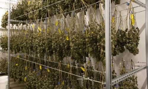 Big St. Louis-based Cannabis firm to expand with acquisition