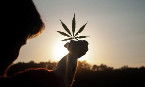 Cannabis ordinance passes