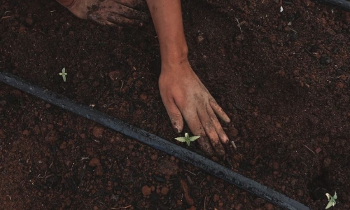 Do Cannabis farms count as agriculture? The answer could cost Michigan Schools