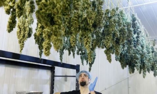 Don’t overlook the supply chain: issues facing Cannabis processors