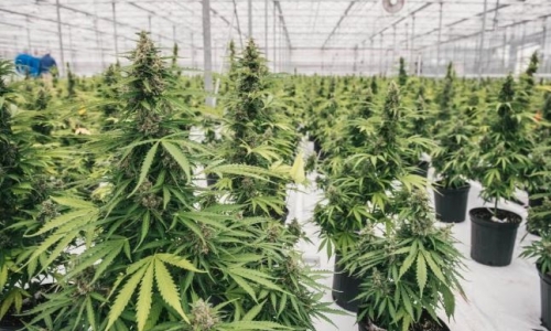 Dropping prices and heavy tax burden will mean Cannabis industry