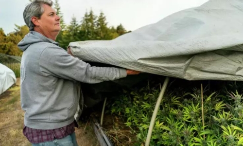 ‘Scary’: Critics say Humboldt initiative could wipe out Cannabis farms