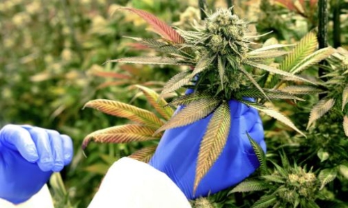 Feds may reclassify Cannabis as Schedule III