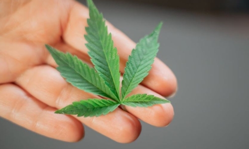 Former FDA regulator predicts Cannabis rescheduling this year