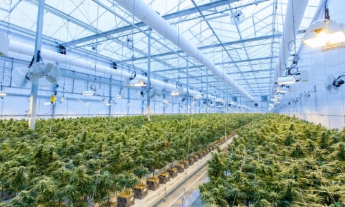 From a closet to 70,000 square feet: Cannabis home growers are redefining the market