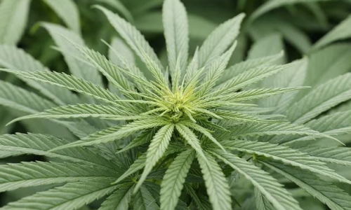 Green gold or gateway? DOH, FDA weigh in on moves to legalize Medical Cannabis