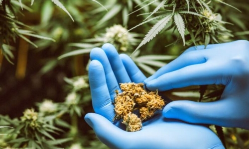Half of Americans have tried Cannabis and nearly a fifth use it regularly