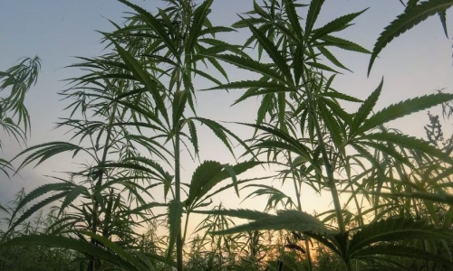 Hemp retailers hit with fines