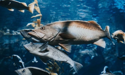 High expectations for Hemp-Based salmon feed after University’s successful trial