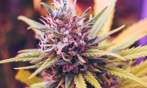 How Michigan's booming Marijuana industry is affecting customers and businesses