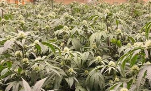 Huge Pot bust leads to 700 plants and hundreds of pounds of Marijuana