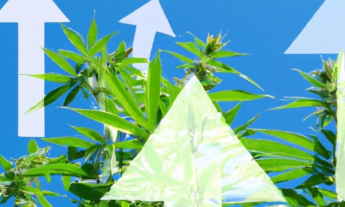 Illinois Marijuana sales are highest so far this year at $140M