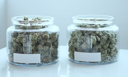 Issuing Marijuana licenses on hold amid legal case