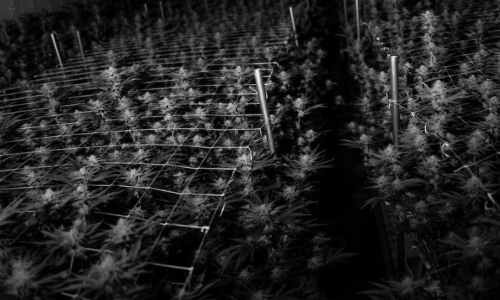 Large Cannabis ETF to close as investors lose interest in Marijuana industry