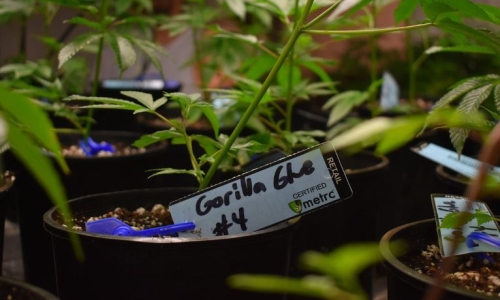 MJ Market could generate $275-403M in taxes in first five years in Ohio