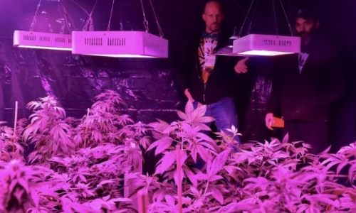 Minnesota Cannabis cooperative has high expectations