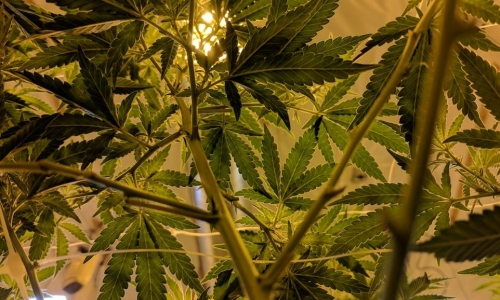 Minnesotans now can possess and grow Marijuana, while Hemp consumables are available to Iowans