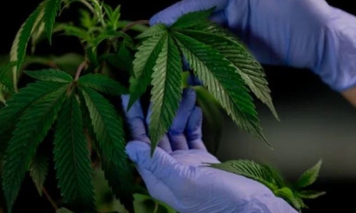 Missouri Cannabis regulators suspend operations of three cannabis facilities