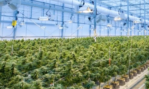 NY Cannabis growers can take advantage of Manufacturer Credit