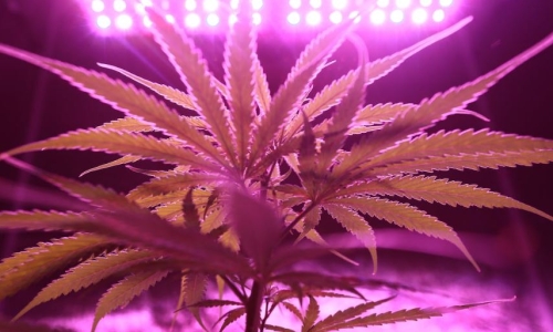 New Hampshire commission to study Cannabis legalization